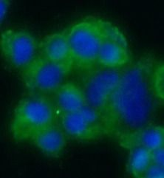 SYP Rabbit Polyclonal Antibody