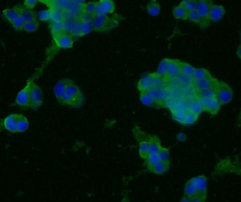 SYP Mouse Monoclonal Antibody