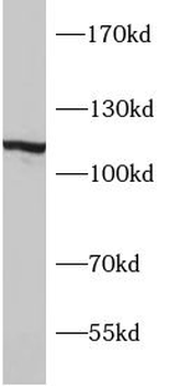 SYNPO Rabbit Polyclonal Antibody