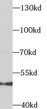 TACR3 Rabbit Polyclonal Antibody