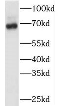 TAF6L Rabbit Polyclonal Antibody
