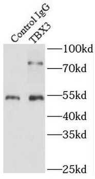 TBX3 Rabbit Polyclonal Antibody
