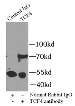 TCF4 Rabbit Polyclonal Antibody