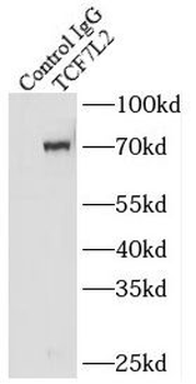 TCF7L2 Rabbit Polyclonal Antibody