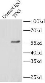 TDG Rabbit Polyclonal Antibody