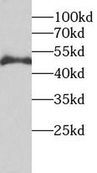 TEAD3 Rabbit Polyclonal Antibody
