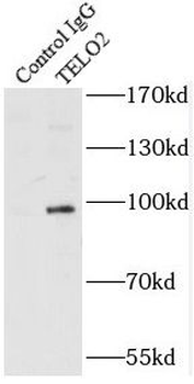 TELO2 Rabbit Polyclonal Antibody