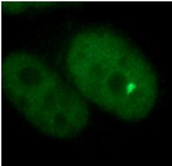 TFEB Rabbit Polyclonal Antibody