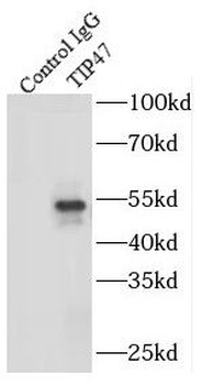 PLIN3 Rabbit Polyclonal Antibody