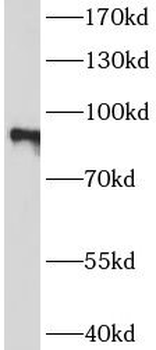TLE1 Mouse Monoclonal Antibody