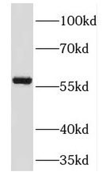 TM7SF2 Rabbit Polyclonal Antibody