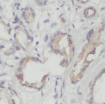 TM7SF2 Rabbit Polyclonal Antibody