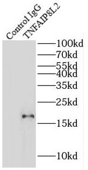 TNFAIP8L2 Rabbit Polyclonal Antibody