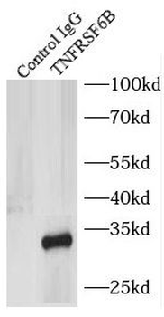 TNFRSF6B Rabbit Polyclonal Antibody