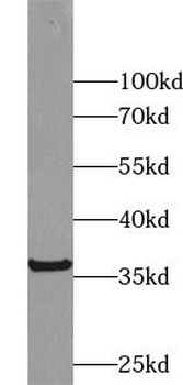 TNFSF13 Rabbit Polyclonal Antibody