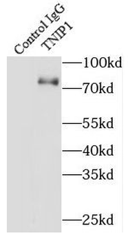 TNIP1 Rabbit Polyclonal Antibody