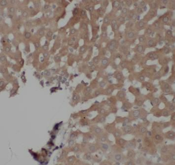 TRADD Rabbit Polyclonal Antibody