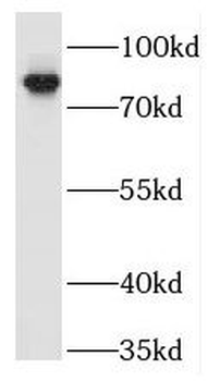TRAF3IP1 Rabbit Polyclonal Antibody