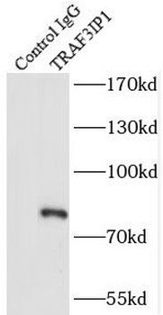 TRAF3IP1 Rabbit Polyclonal Antibody