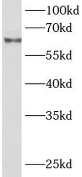 TRAF5 Rabbit Polyclonal Antibody