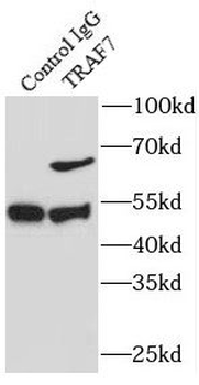 TRAF7 Rabbit Polyclonal Antibody
