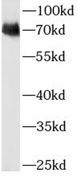 TF Mouse Monoclonal Antibody