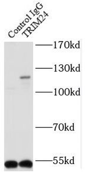 TRIM24 Rabbit Polyclonal Antibody