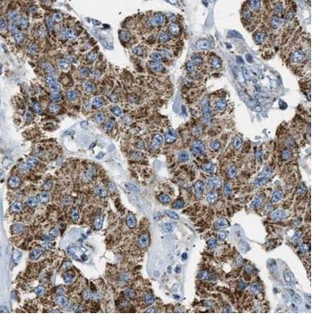 TRIP6 Mouse Monoclonal Antibody