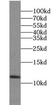TXN Rabbit Polyclonal Antibody