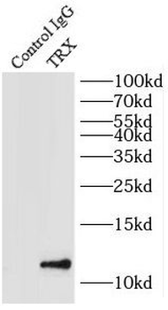 TXN Rabbit Polyclonal Antibody