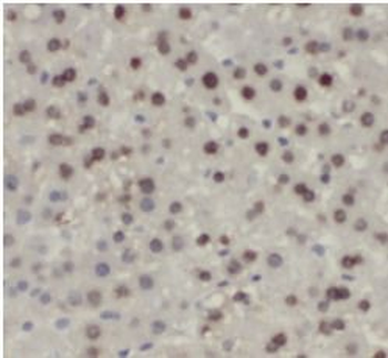 TXN Rabbit Polyclonal Antibody