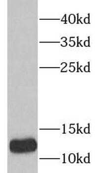 TXN2 Rabbit Polyclonal Antibody