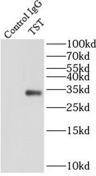 TST Rabbit Polyclonal Antibody