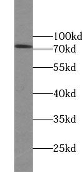 IFT70A Rabbit Polyclonal Antibody