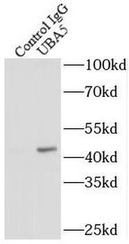UBA5 Rabbit Polyclonal Antibody