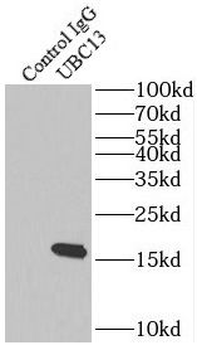 UBE2N Rabbit Polyclonal Antibody