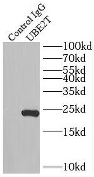 UBE2T Rabbit Polyclonal Antibody