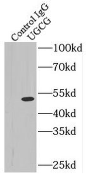 UGCG Rabbit Polyclonal Antibody