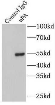 PLAU Rabbit Polyclonal Antibody