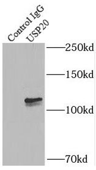 USP20 Rabbit Polyclonal Antibody