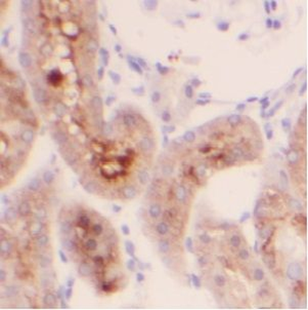 USP20 Rabbit Polyclonal Antibody