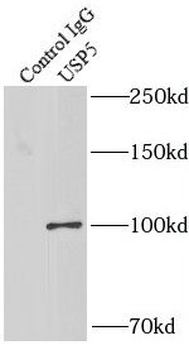 USP5 Rabbit Polyclonal Antibody