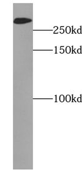 USP9X Rabbit Polyclonal Antibody