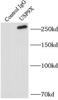 USP9X Rabbit Polyclonal Antibody