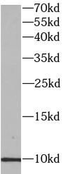 SCGB1A1 Rabbit Polyclonal Antibody