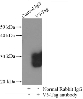V5 tag Rabbit Polyclonal Antibody