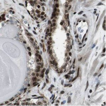 VBP1 Rabbit Polyclonal Antibody