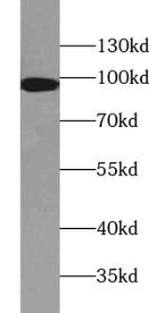 VIL1 Mouse Monoclonal Antibody