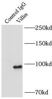 VIL1 Mouse Monoclonal Antibody