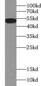 NAMPT Rabbit Polyclonal Antibody